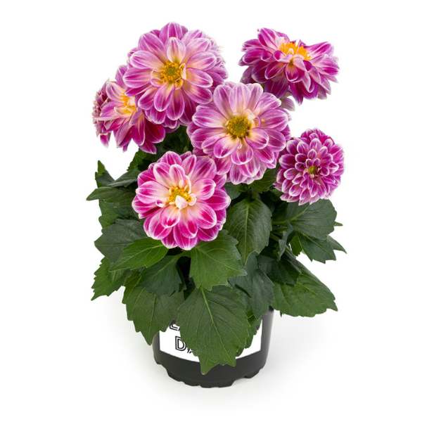 Dahlia pinnata 'LaBella Medio Fun Pink Flame'