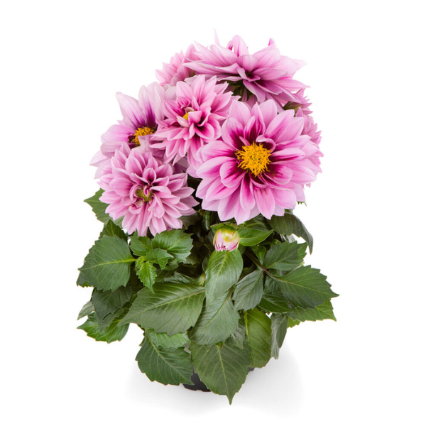 Dahlia pinnata 'LaBella Medio Fun Raspberry'