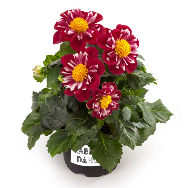 Dahlia pinnata 'LaBella Medio Fun Rose Fun'