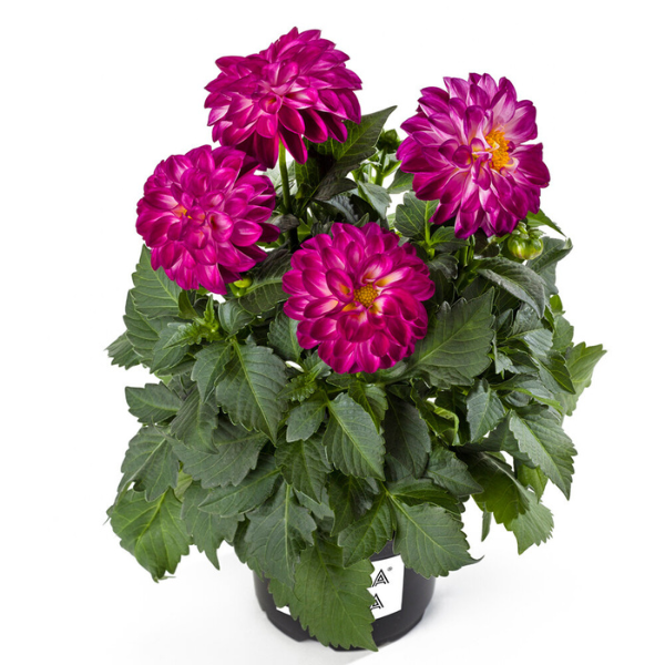 Dahlia pinnata 'LaBella Medio Fun Violet Flame'