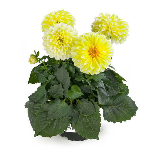 Dahlia pinnata 'LaBella Medio Fun Yellow Blush'