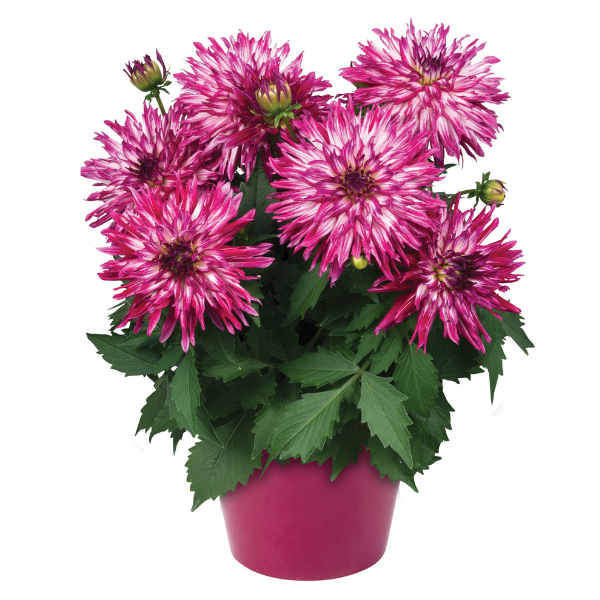 Dahlia 'Megaboom Berry Blast'