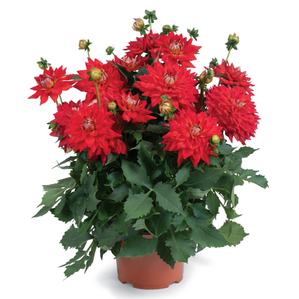 Dahlia 'Megaboom Fire'