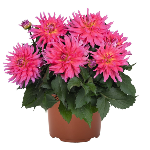 Dahlia 'Megaboom Pink Lemonade'