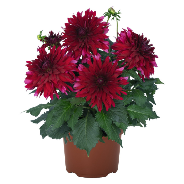 Dahlia 'Megaboom Raspberry Ice'