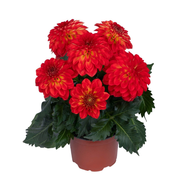 Dahlia 'Novation Orange Bicolor'
