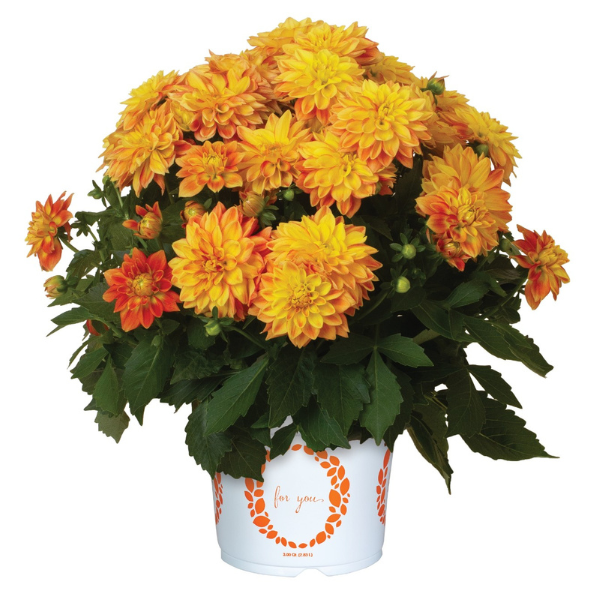 Dahlia 'Novation Yellow Bicolor'