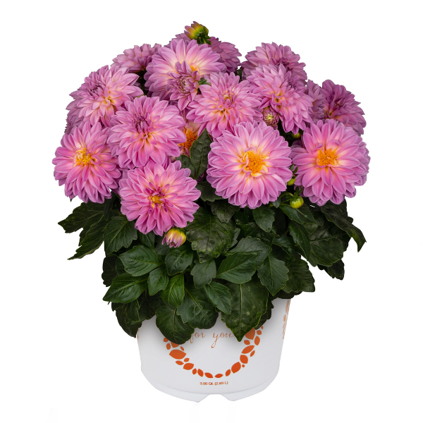 Dahlia 'Novation Hot Pink'