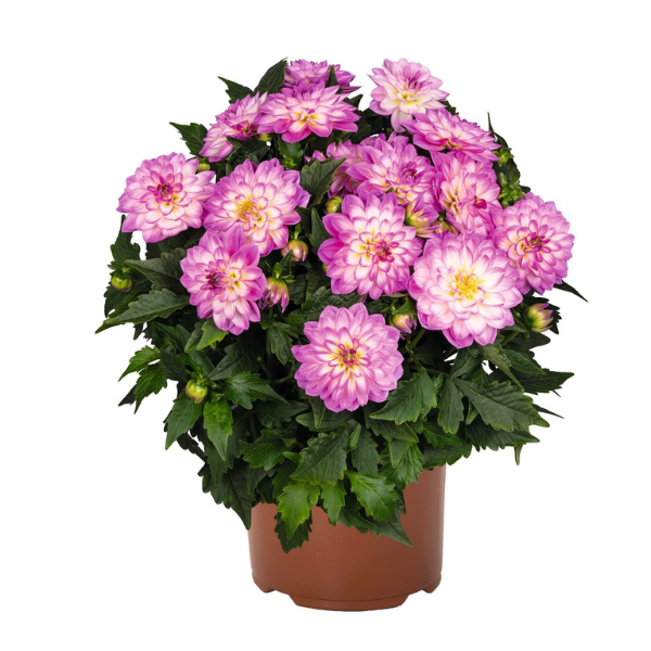 Dahlia 'Novation Pink Bicolor'