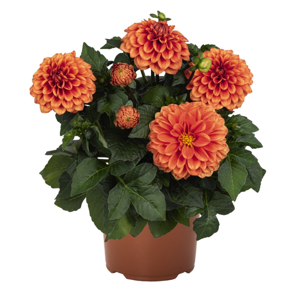 Dahlia 'Novation Pumpkin Spice'