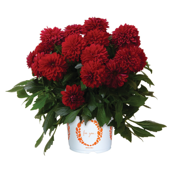 Dahlia 'Novation Red'
