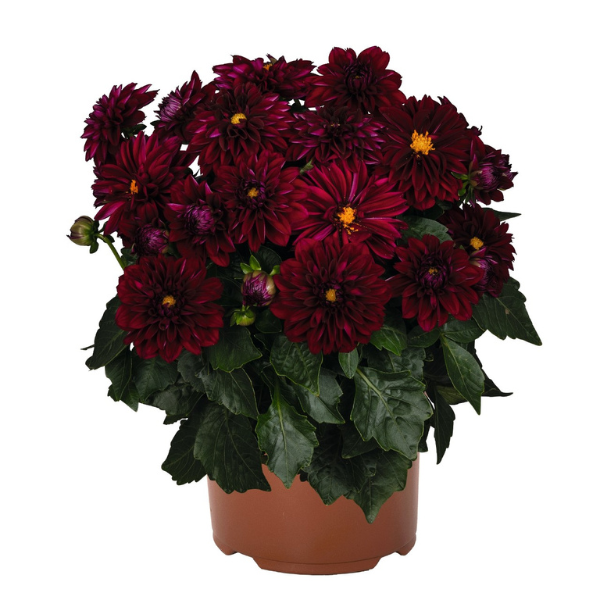 Dahlia 'Novation Ruby'