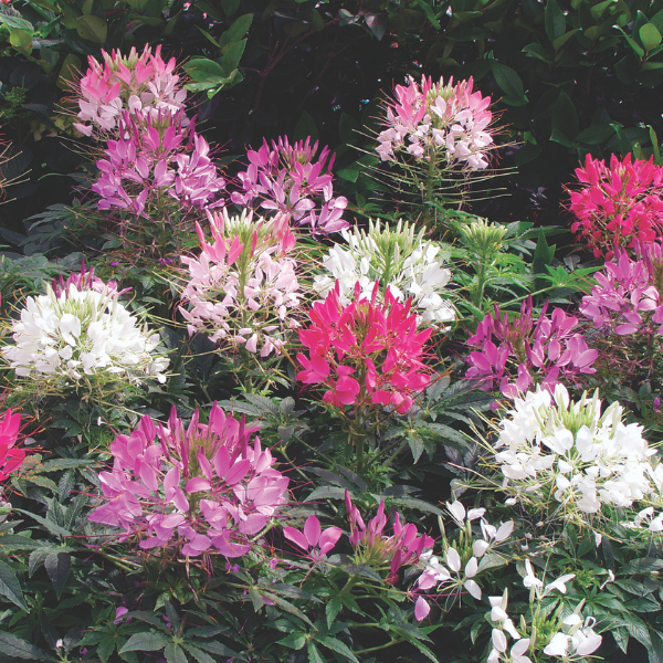 Cleome hassleriana 'Sparkler Mix'