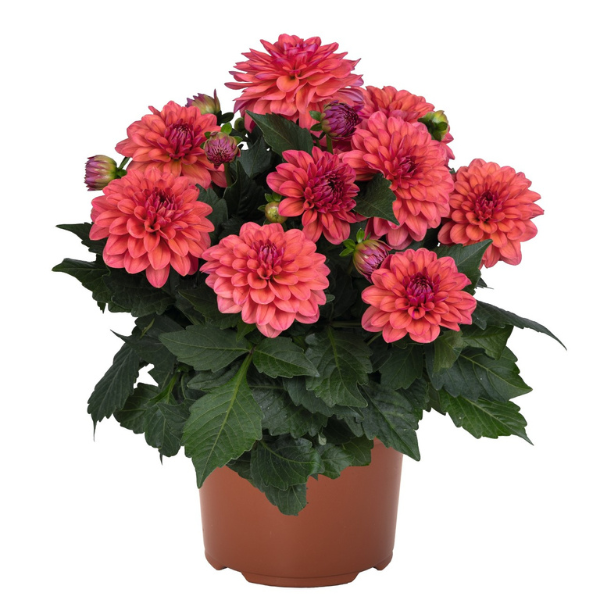 Dahlia 'Novation Salmon'