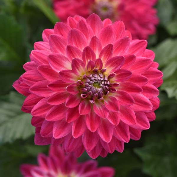 Dahlia hybrida 'Venti Magenta and White Eye'