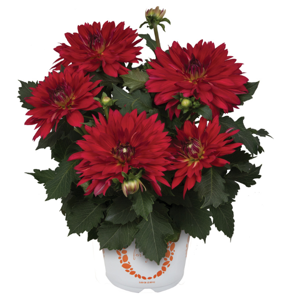 Dahlia hybrida 'XXL Cancun'