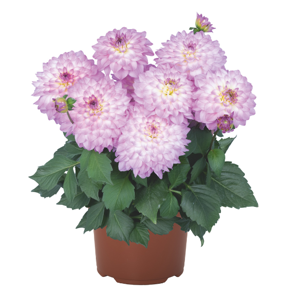 Dahlia hybrida 'XXL Cozumel'