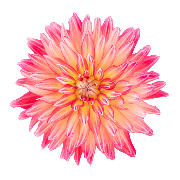 Dahlia hybrida 'XXL Juarez'
