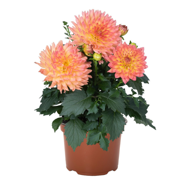 Dahlia hybrida 'XXL Sunrise'