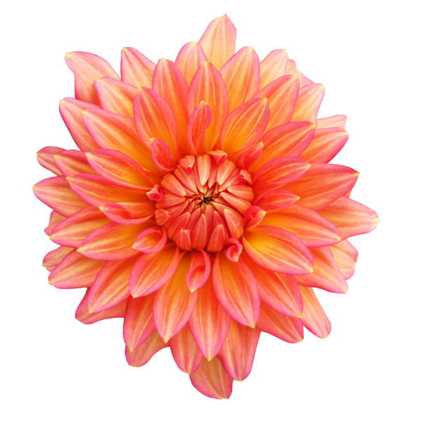 Dahlia hybrida 'XXL Vallarta'