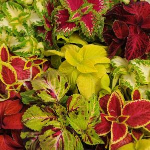 Coleus scutellarioides 'Wizard Mix'