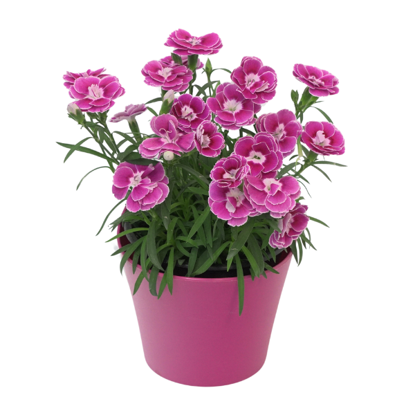 Dianthus cultivars 'Capitan Magnifica'