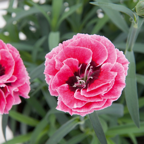 Dianthus cultivars 'Capitan Pink and Eye'