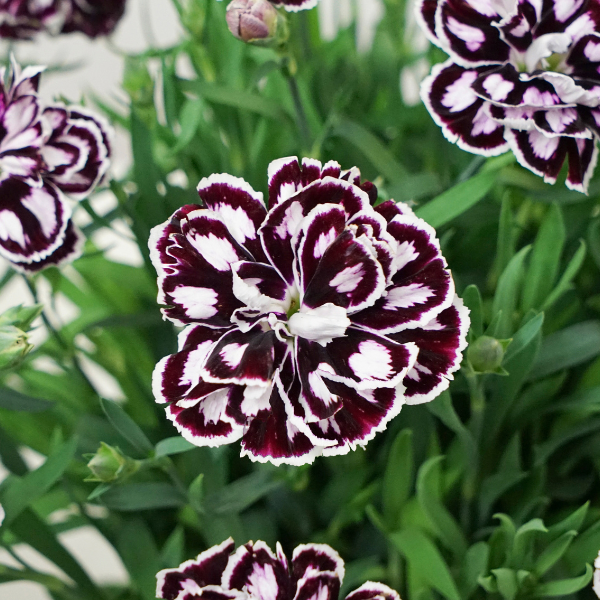 Dianthus cultivars 'Capitan Purple and White'
