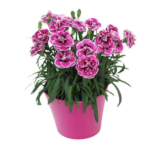 Dianthus cultivars 'Capitan Purple Frost'