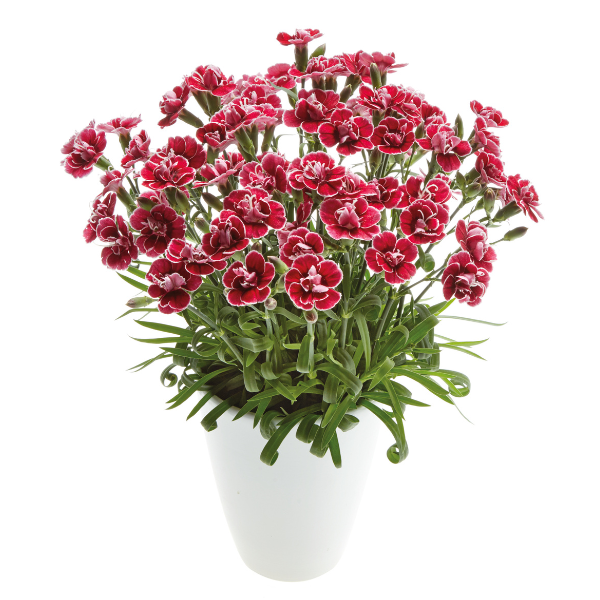 Dianthus cultivars 'Capitan Red White Edge'
