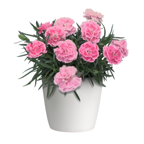 Dianthus caryophyllus 'DiaDeur Pink Shades'