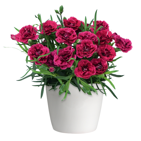 Dianthus caryophyllus 'DiaDeur Magenta and Red'