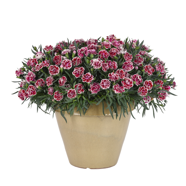 Dianthus caryophyllus 'DiaDeur Magenta and White Edge'