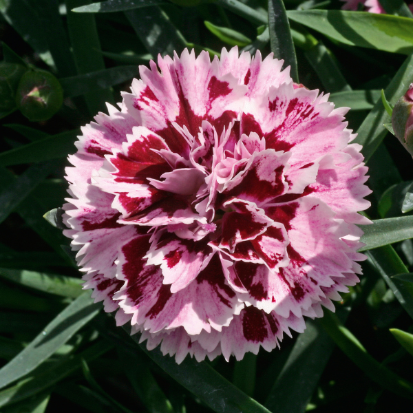 Dianthus caryophyllus 'DiaDeur Velvet and White'