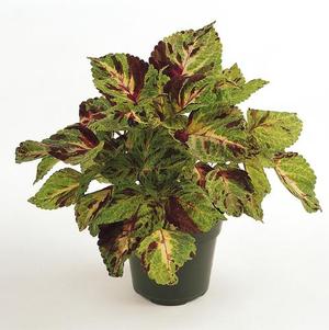 Coleus scutellarioides 'Wizard Mosaic'