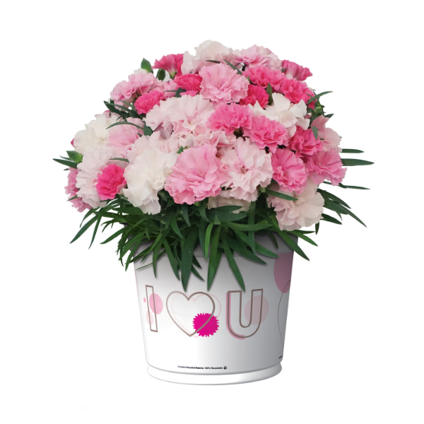 Dianthus caryophyllus 'I Love U'