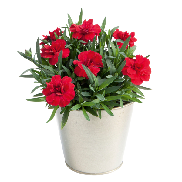 Dianthus caryophyllus 'Oscar Cherry'