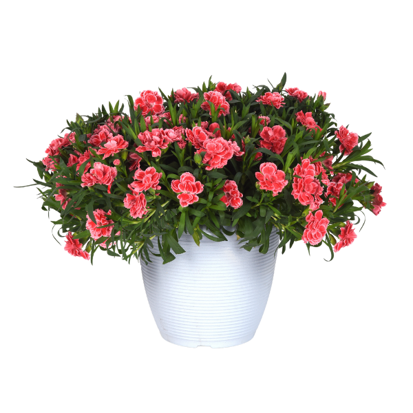Dianthus caryophyllus 'Oscar Peach Edge'