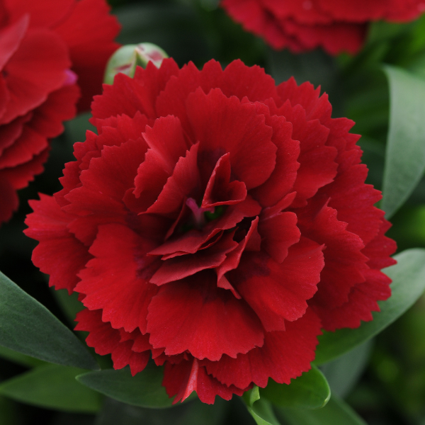 Dianthus caryophyllus 'Oscar Dark Red'