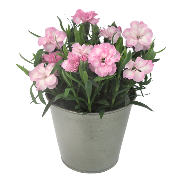 Dianthus caryophyllus 'Oscar Light Rose'