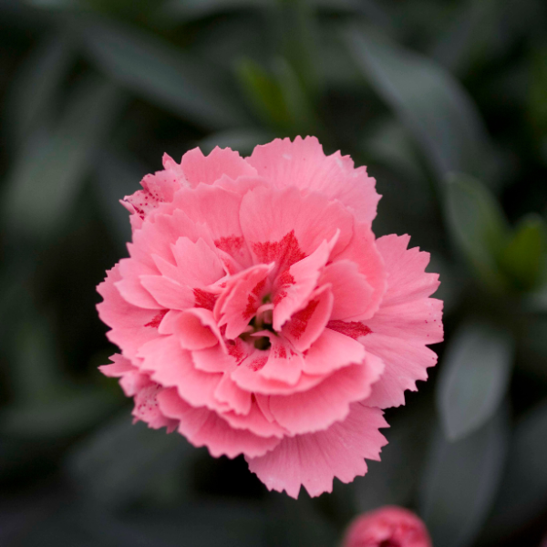 Dianthus caryophyllus 'Oscar Pink'