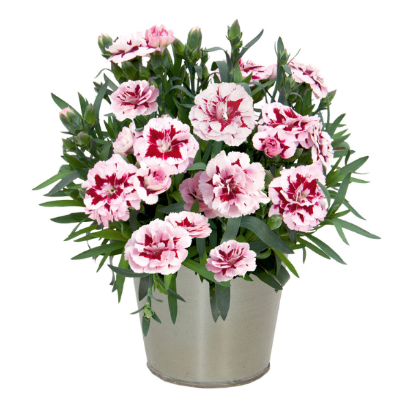 Dianthus caryophyllus 'Oscar Purple Star'