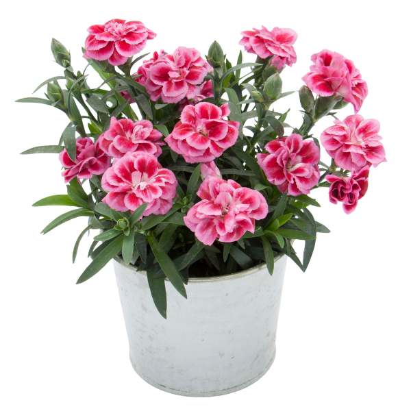 Dianthus caryophyllus 'Oscar Violet and Pink'