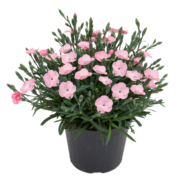 Dianthus cultivars 'Palm Peach'