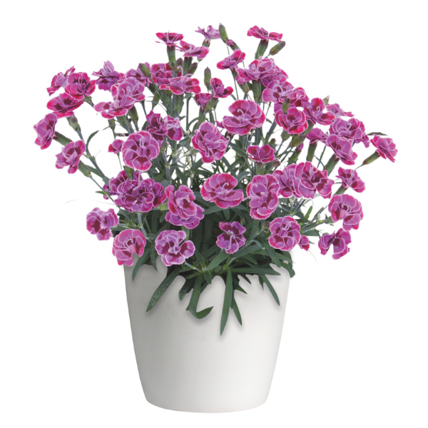 Dianthus cultivars 'Purple Wedding'