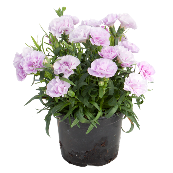 Dianthus caryophyllus 'SuperTrouper Lavender and Eye'