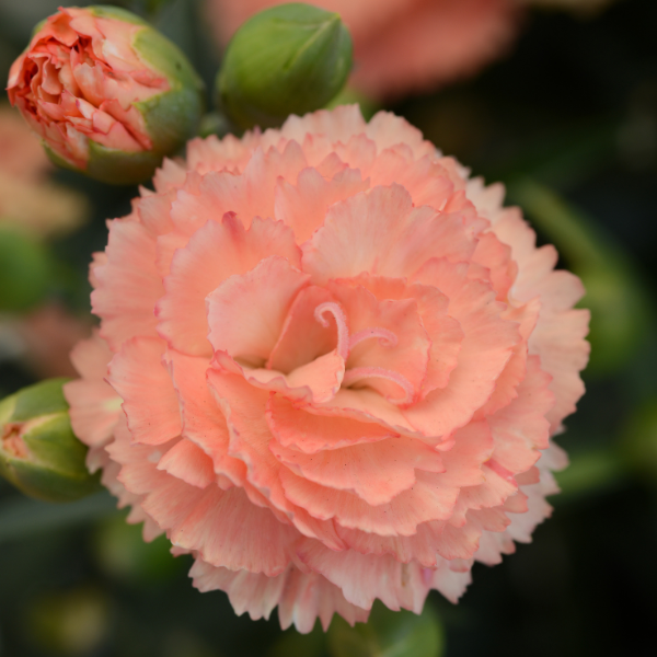 Dianthus caryophyllus 'SuperTrouper Orange'