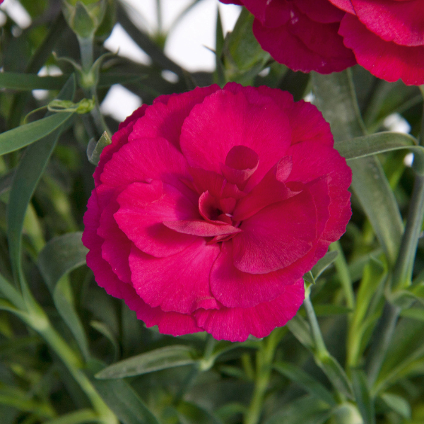 Dianthus caryophyllus 'SuperTrouper Purple'