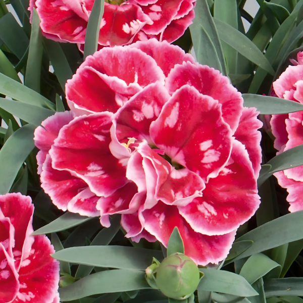 Dianthus caryophyllus 'SuperTrouper Red and Pink'