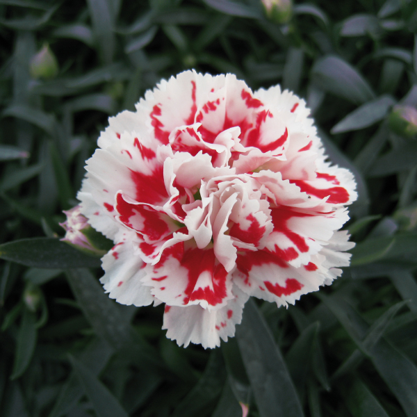 Dianthus caryophyllus 'SuperTrouper Red and White'